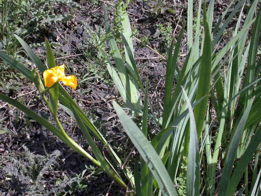 Arriva con il caldo...   QUIZ